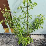Okrasná jabloň (Malus) ´Comtesse de Paris´ - výška 90-120 cm, kont. C9L